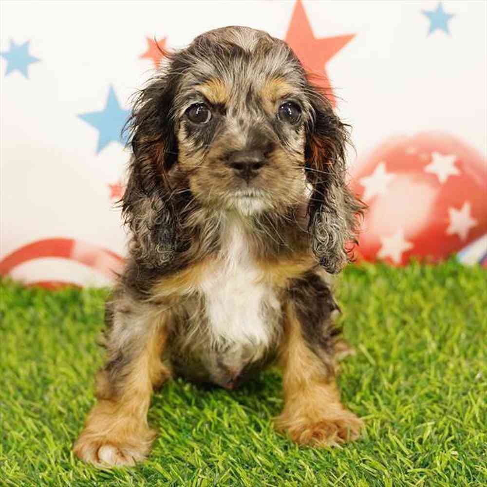 pet breed image