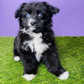 Mini Aussiedoodle