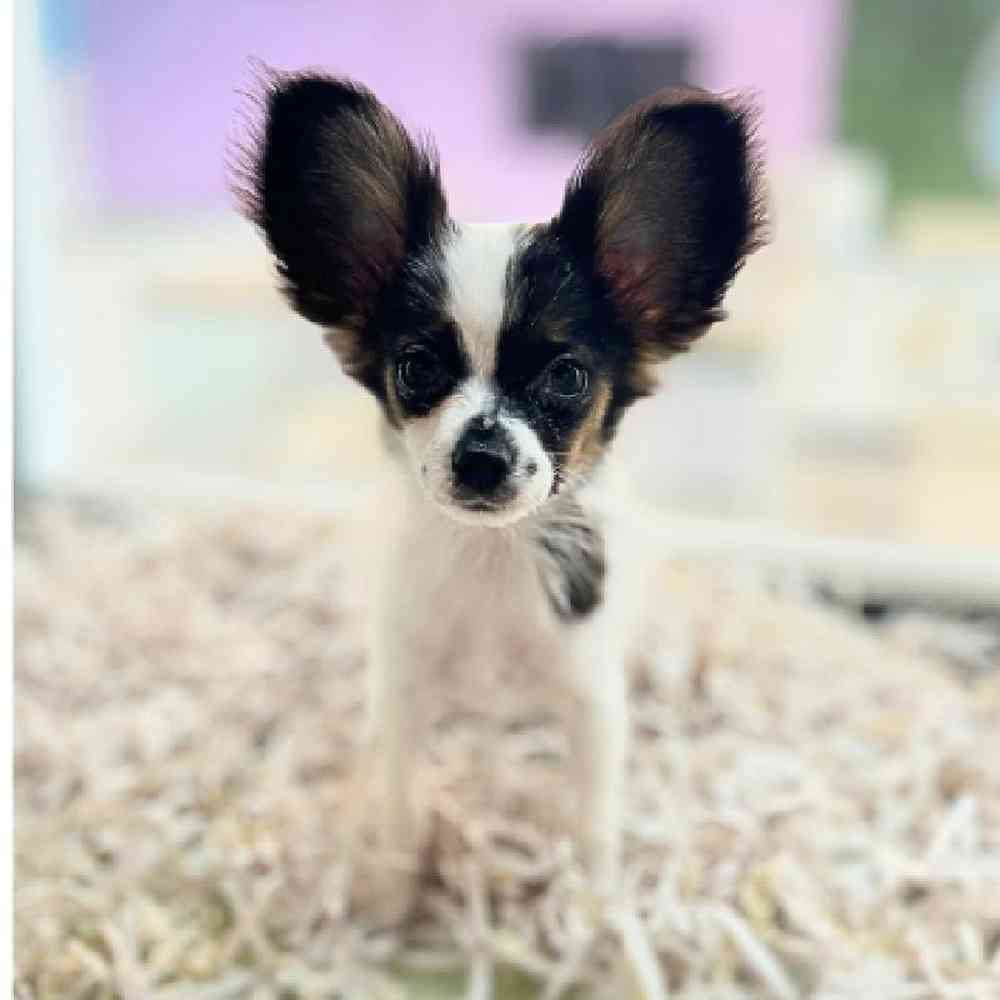 carousel pet images