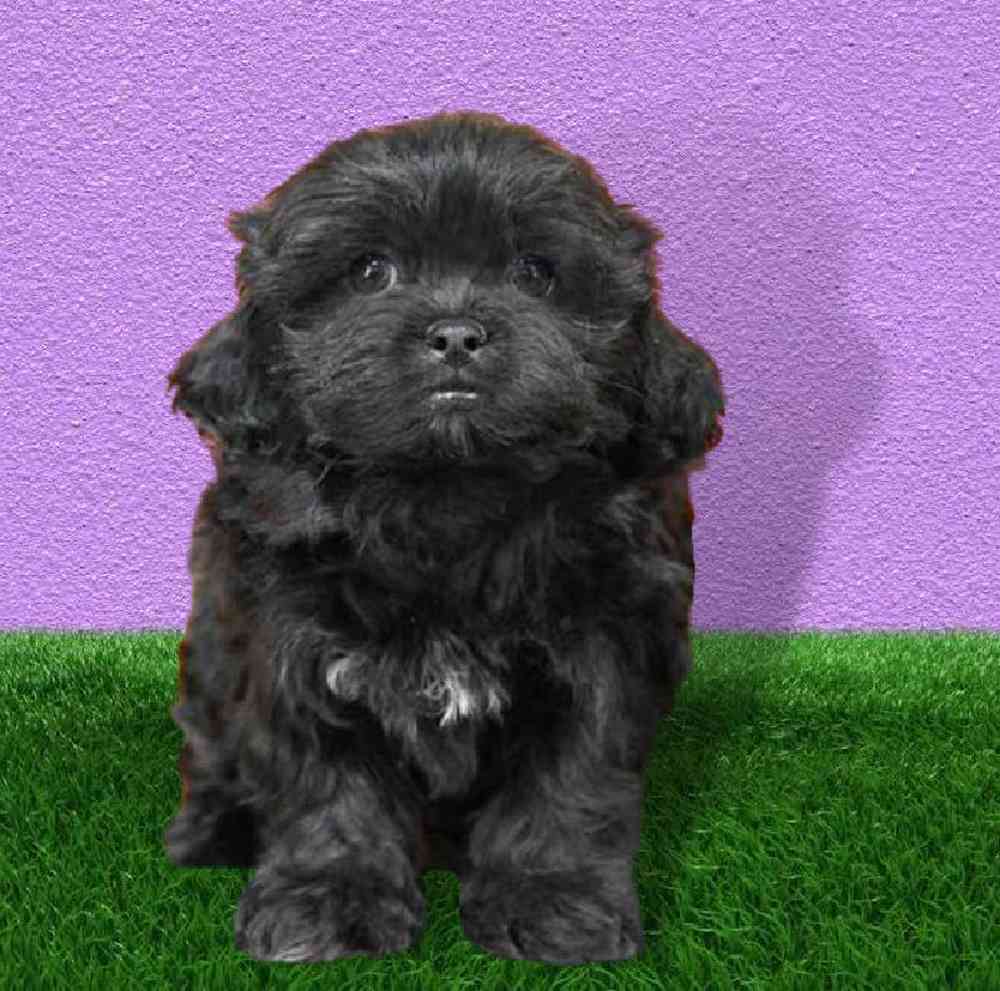 Teddy Bear Puppies for Sale Puyallup