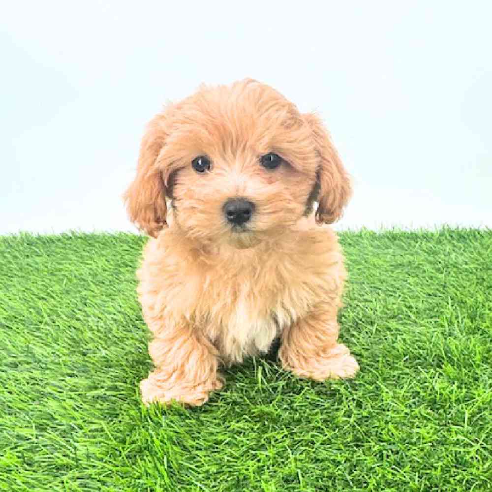 pet breed image