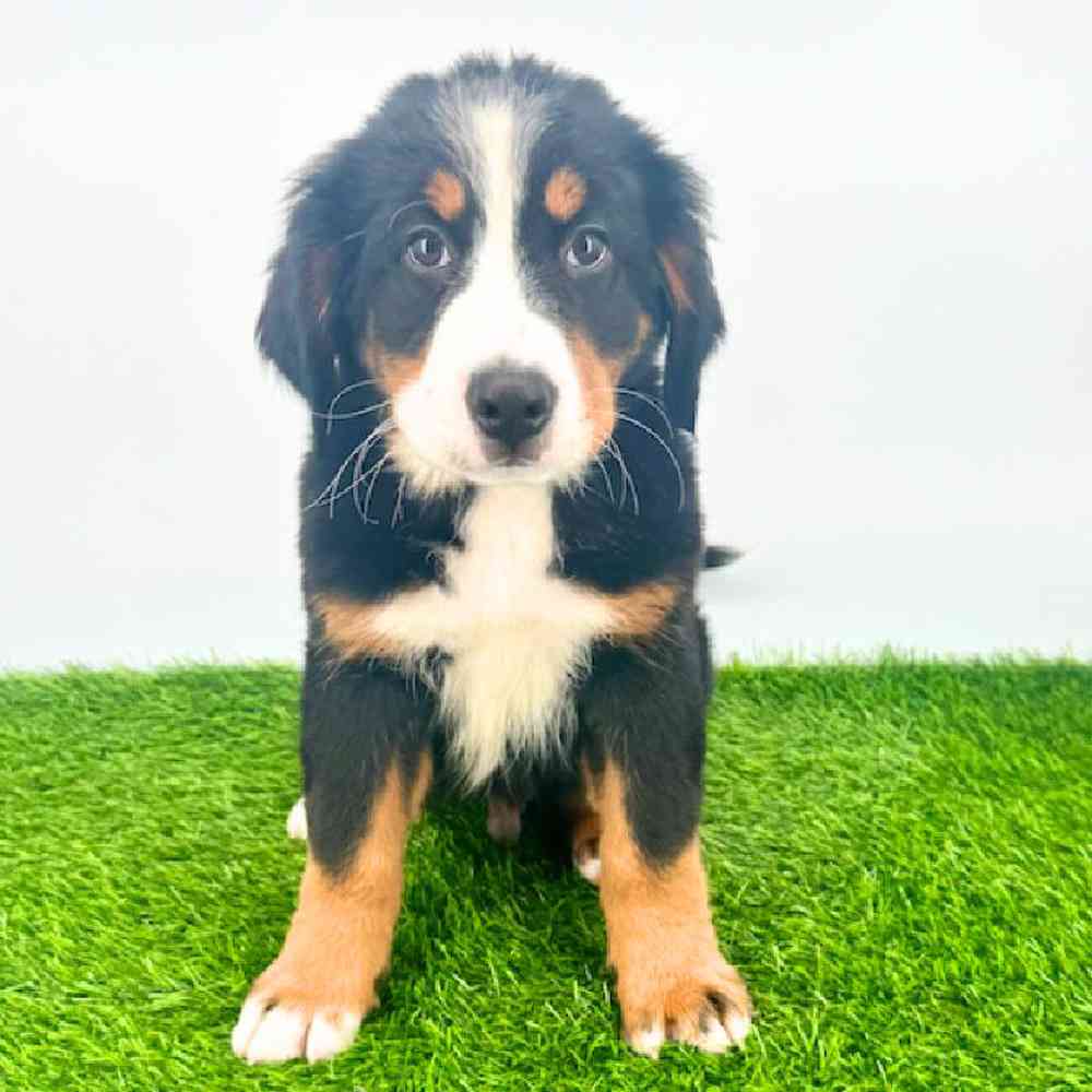 pet breed image