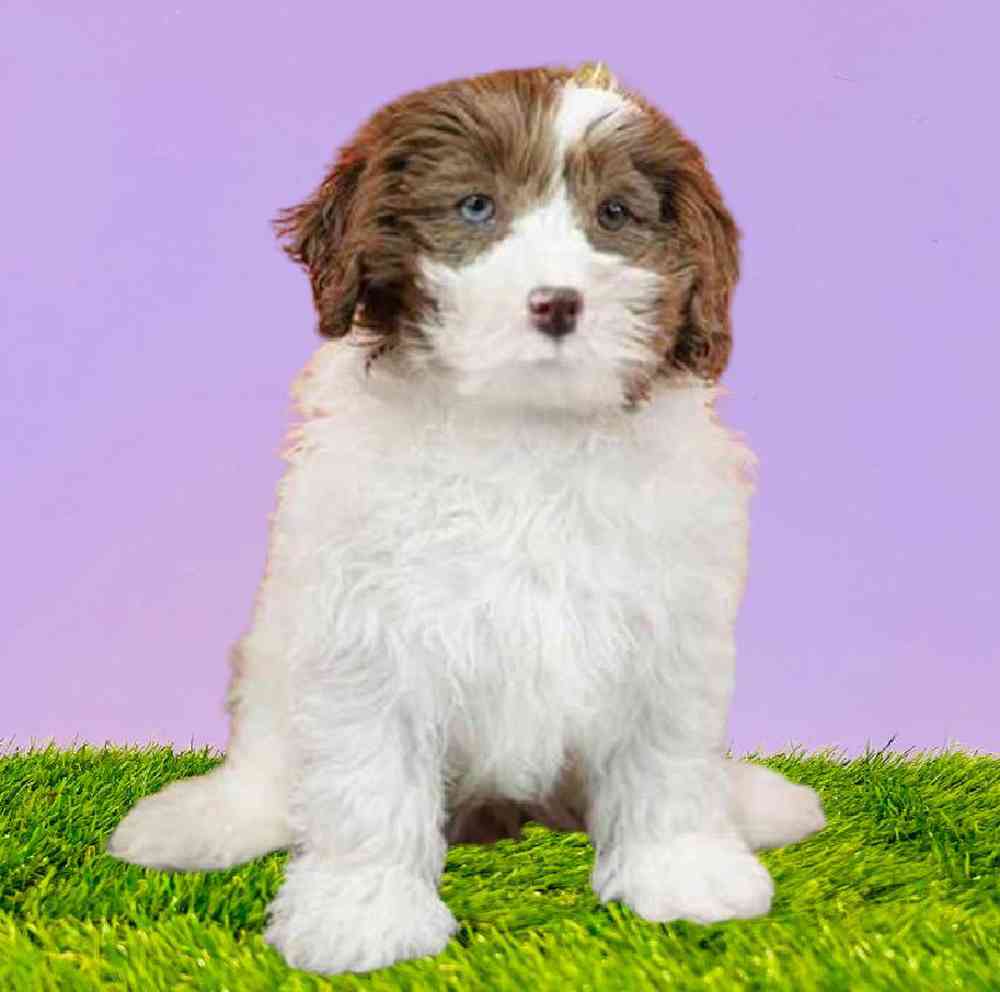Shizapoo