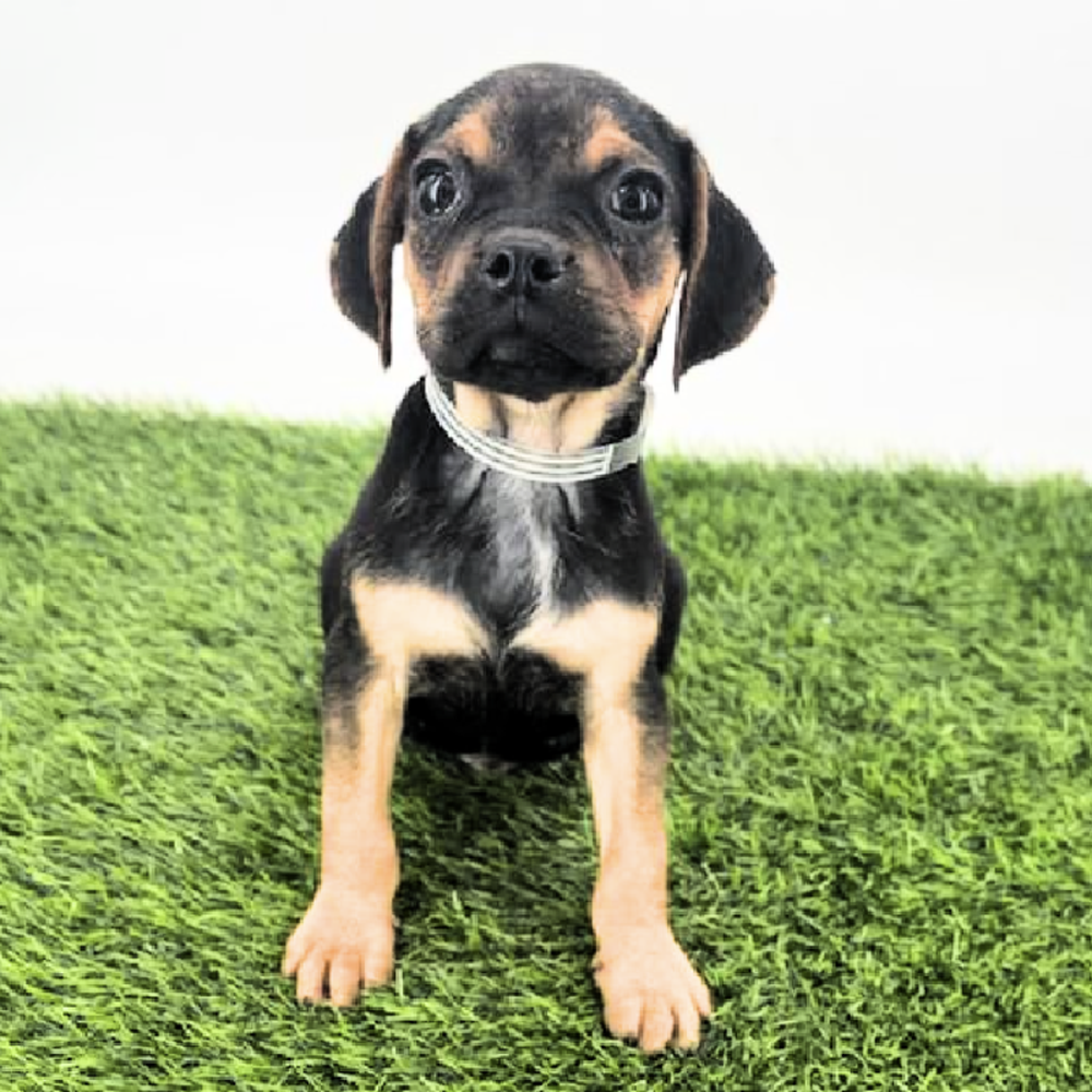 pet breed image