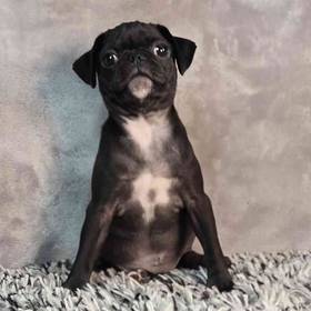 Pug