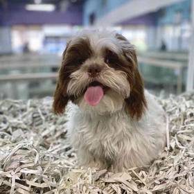 Shih Tzu