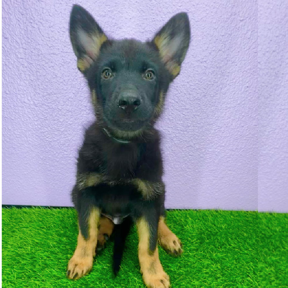 pet breed image