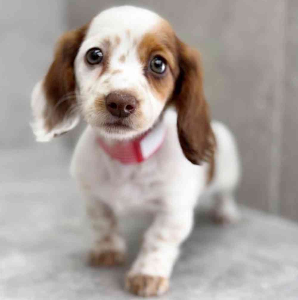 pet breed image