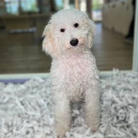 2nd Gen Mini Goldendoodle