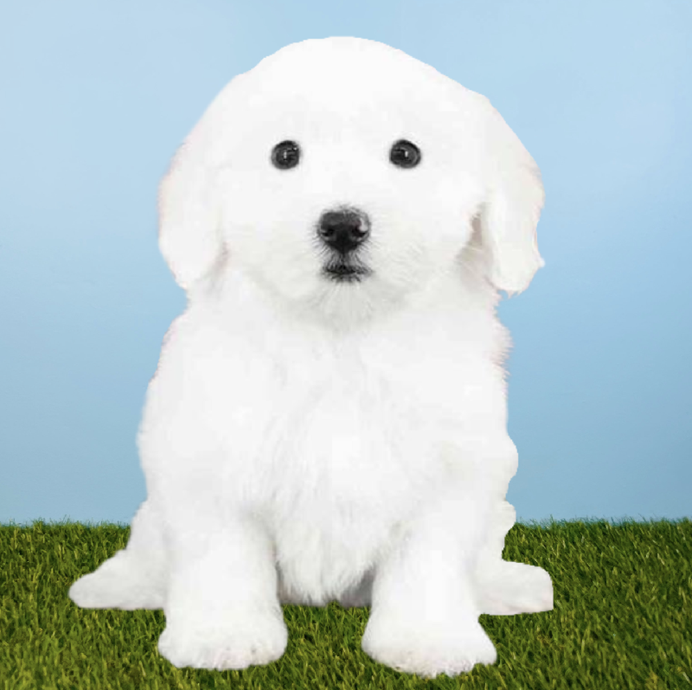 Female Coton De Tulear Puppy for Sale in Tolleson, AZ