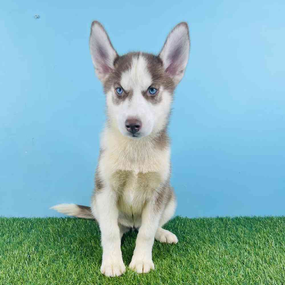 Female Siberian Husky Puppy for sale