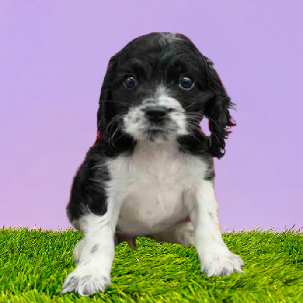 Cocker Spaniel