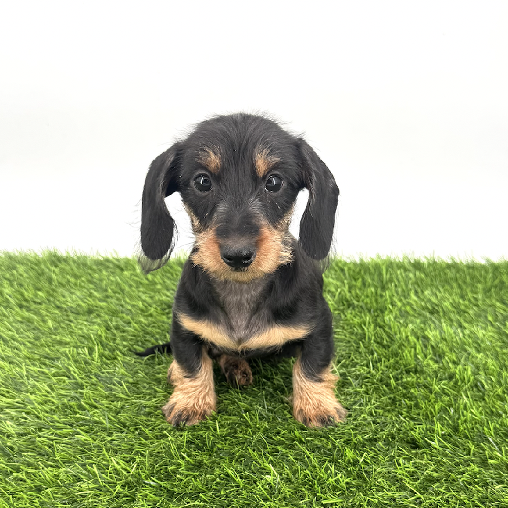 pet breed image