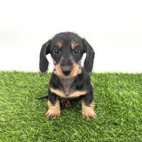 Dachshund
