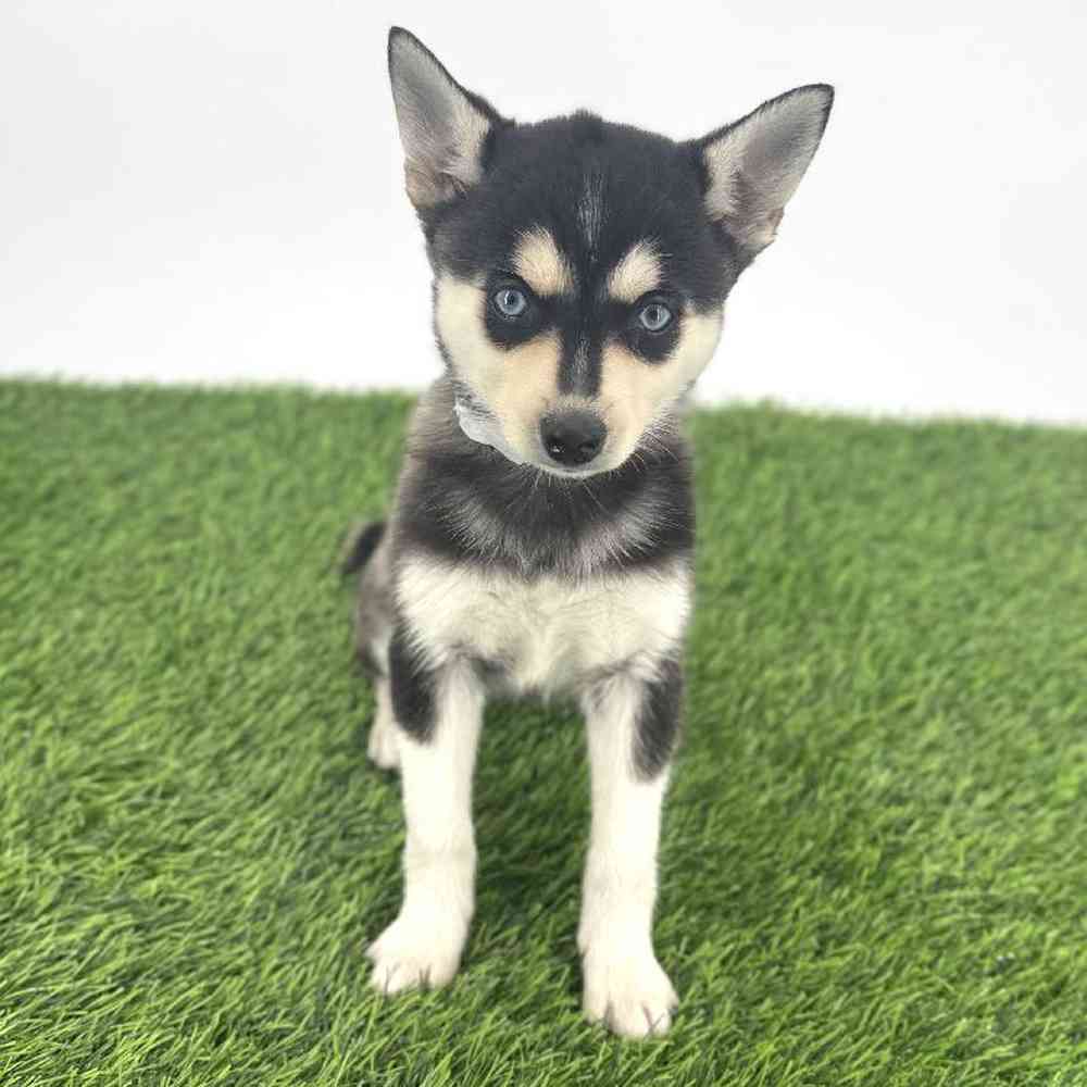 pet breed image