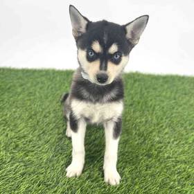 Alaskan Klee Kai