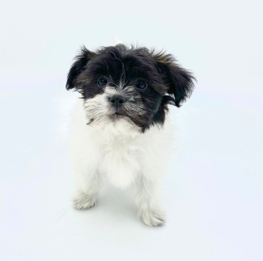 carousel pet images