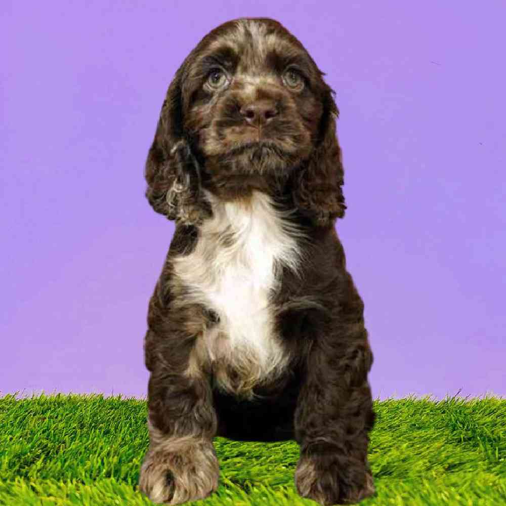 Male Cocker Spaniel Puppy for Sale in Puyallup, WA