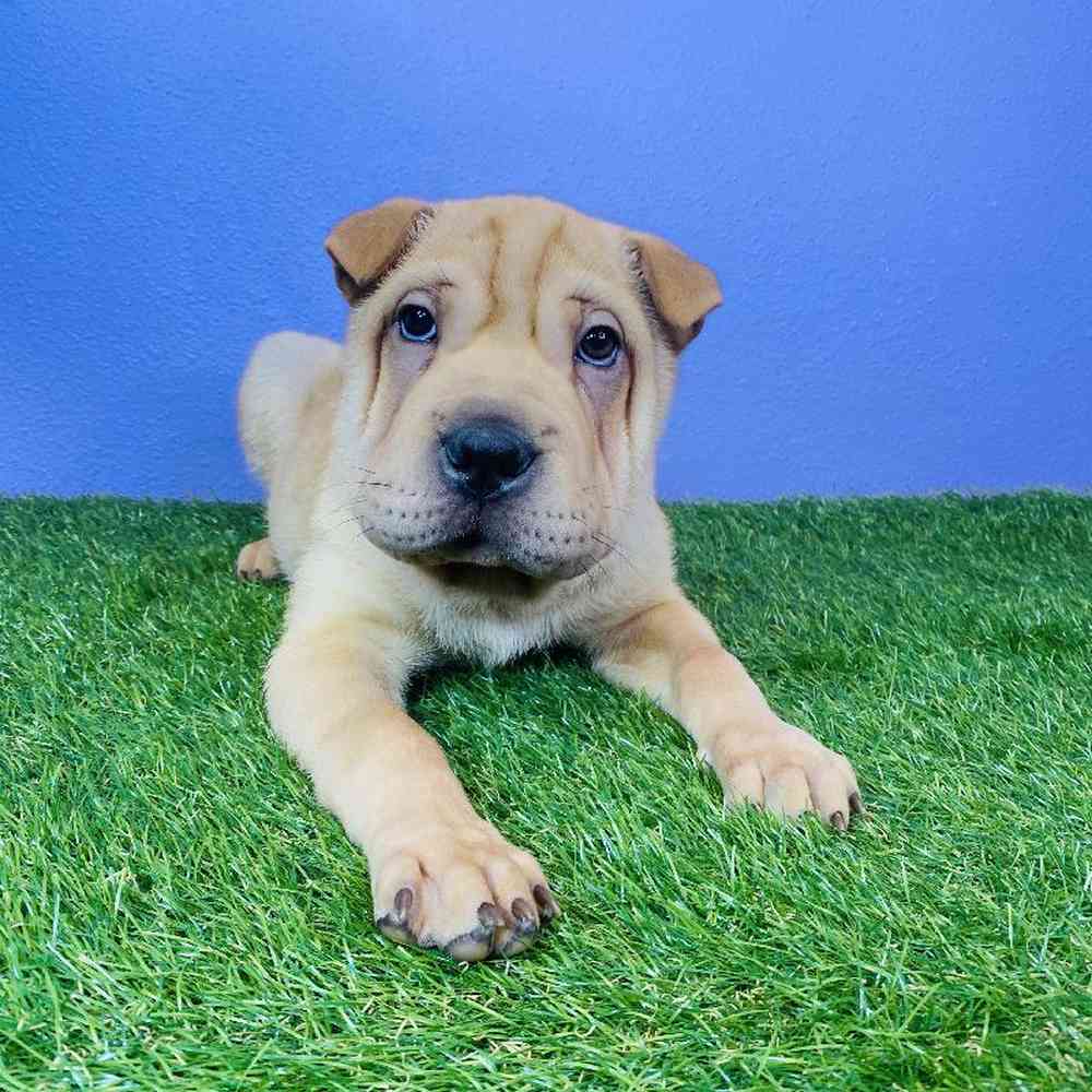 Female Shar Pei Puppy for sale