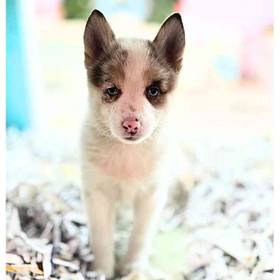 Pomsky