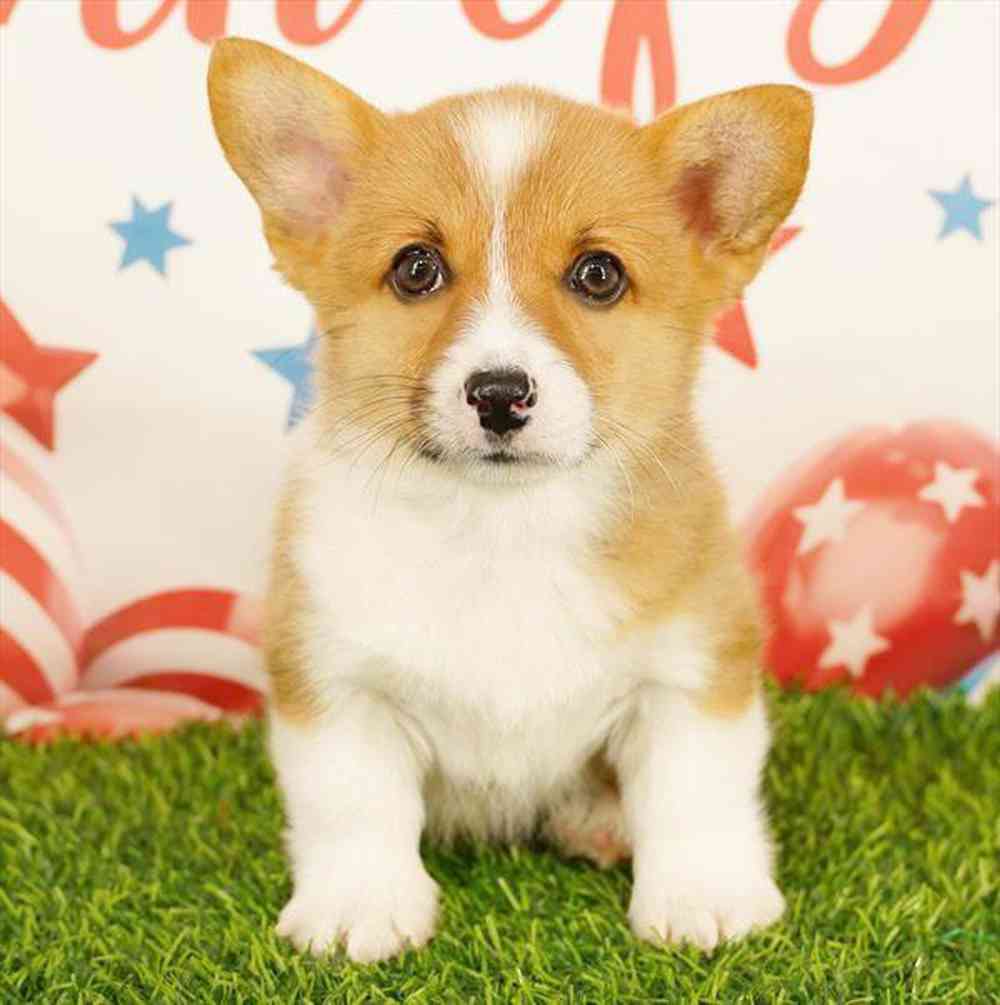 pet breed image