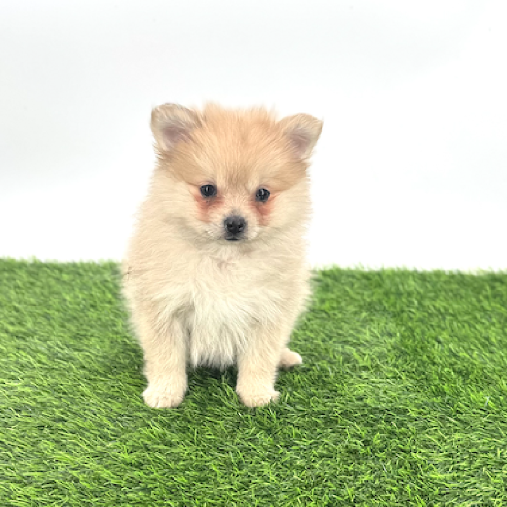 pet breed image
