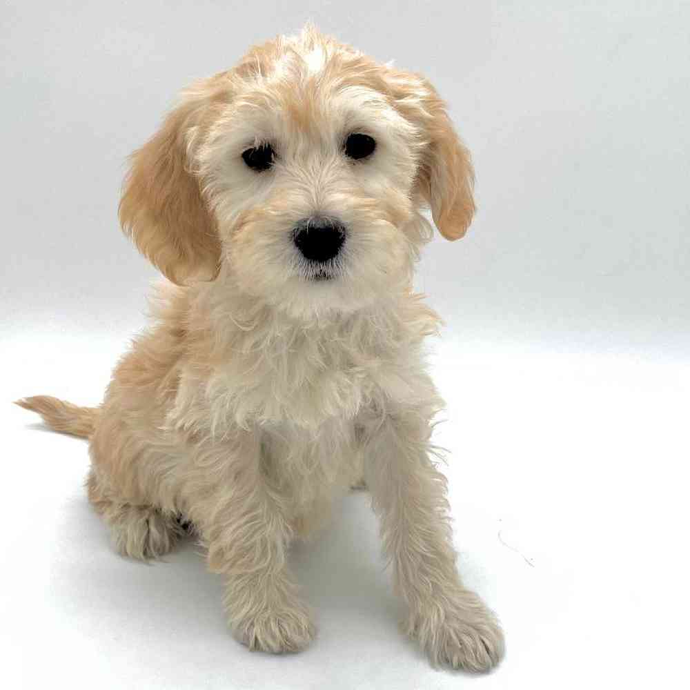 Female 2nd Gen Mini Goldendoodle Puppy for Sale in Puyallup, WA