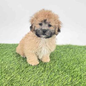 Teddy Bear