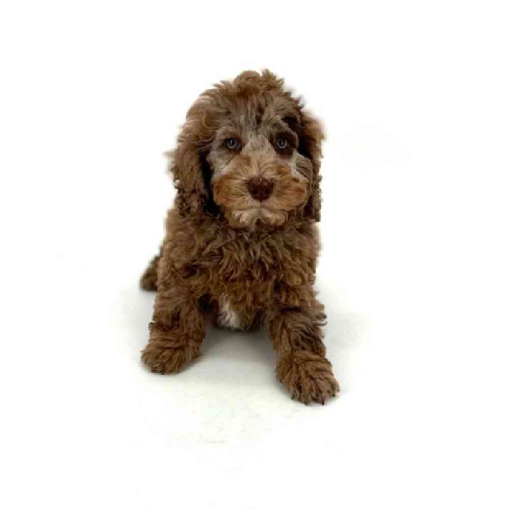 carousel pet images