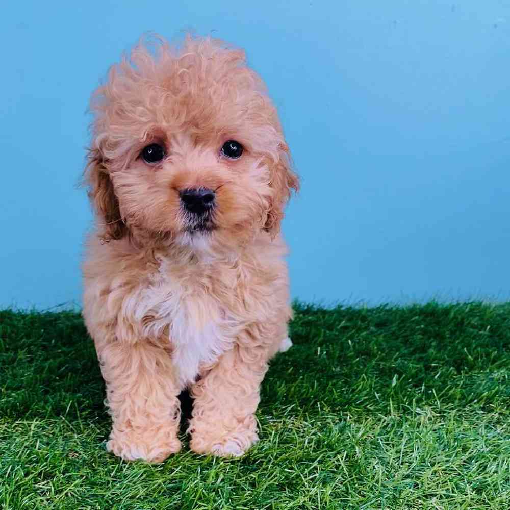 Toy cavapoo for sale top