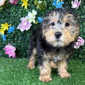 Yorkie-Poo