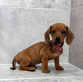Dachshund