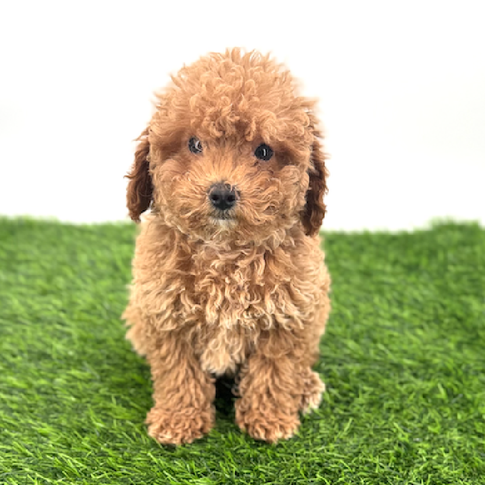 pet breed image