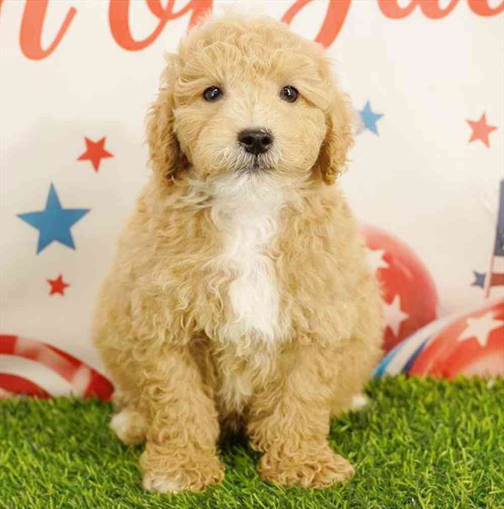 pet breed image