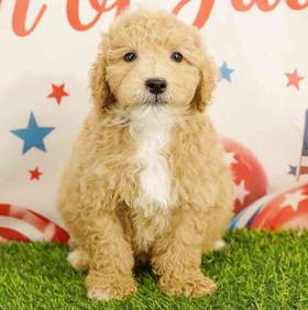 2nd Gen Mini Goldendoodle