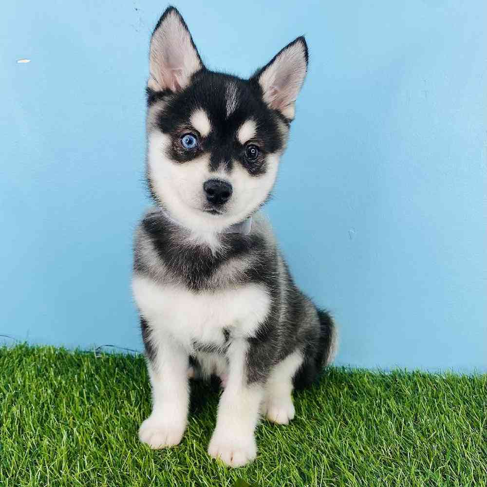 Male Alaskan Klee Kai Puppy for sale