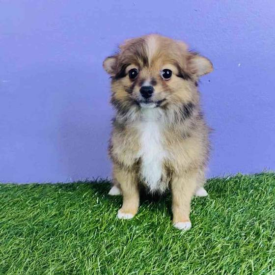 Mini aussie pom puppies for sale top