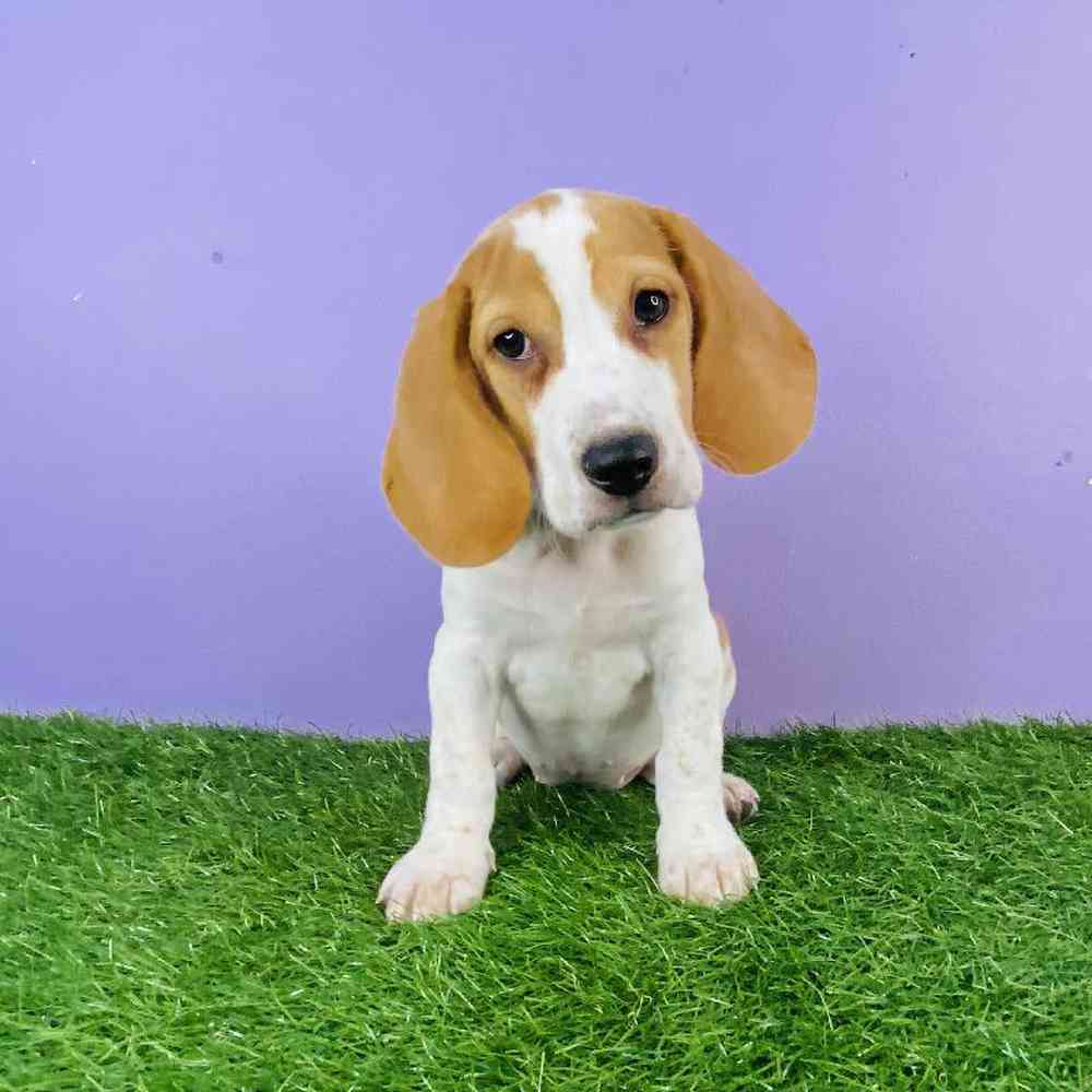 Female Beagle Puppy for sale