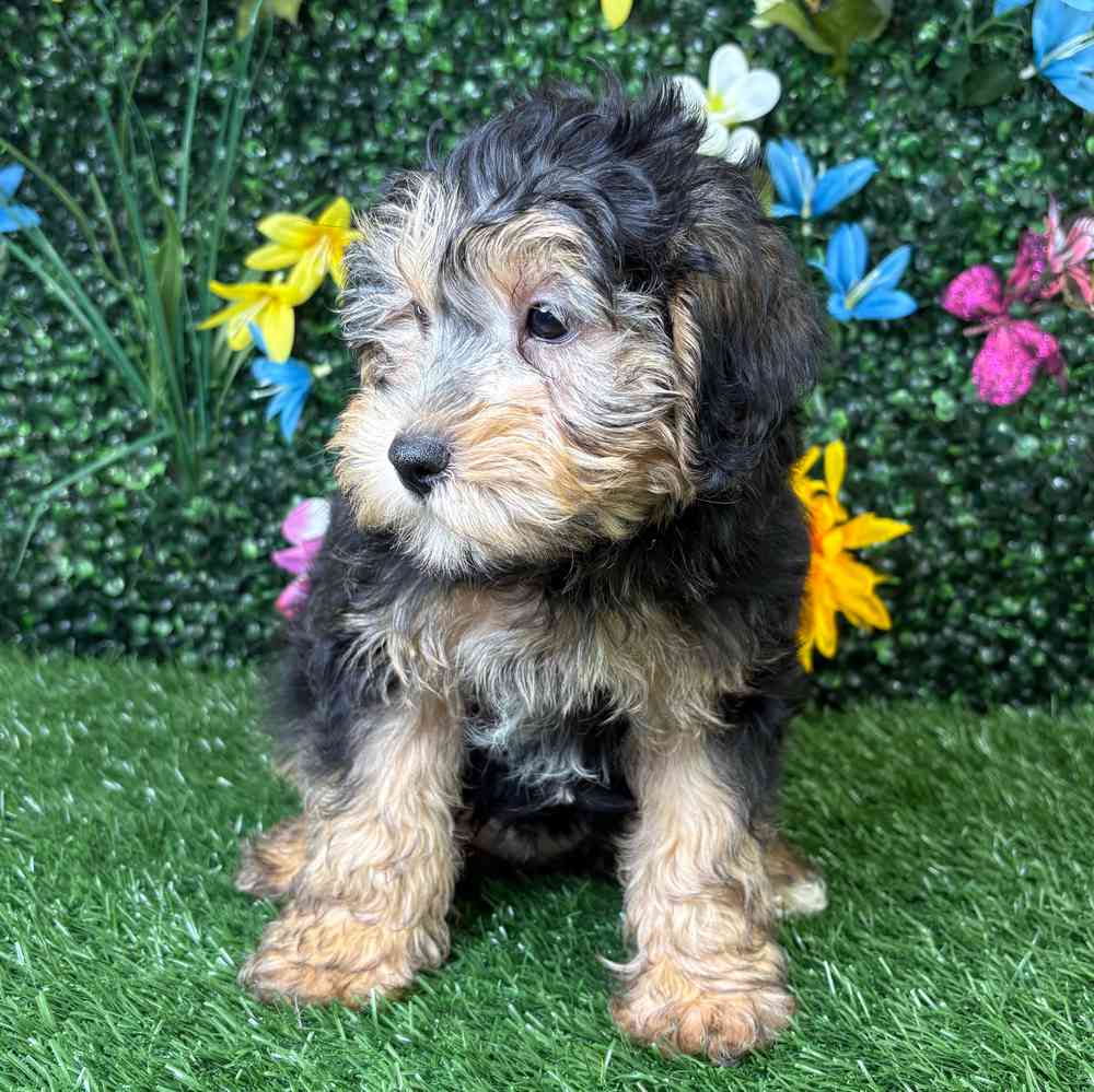 carousel pet images