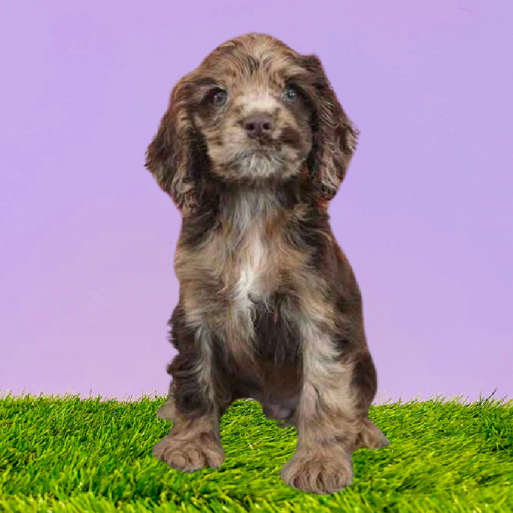 Chocolate cocker spaniel puppies for sale top