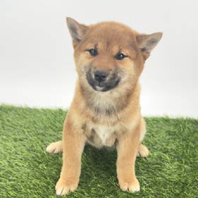 Shiba Inu