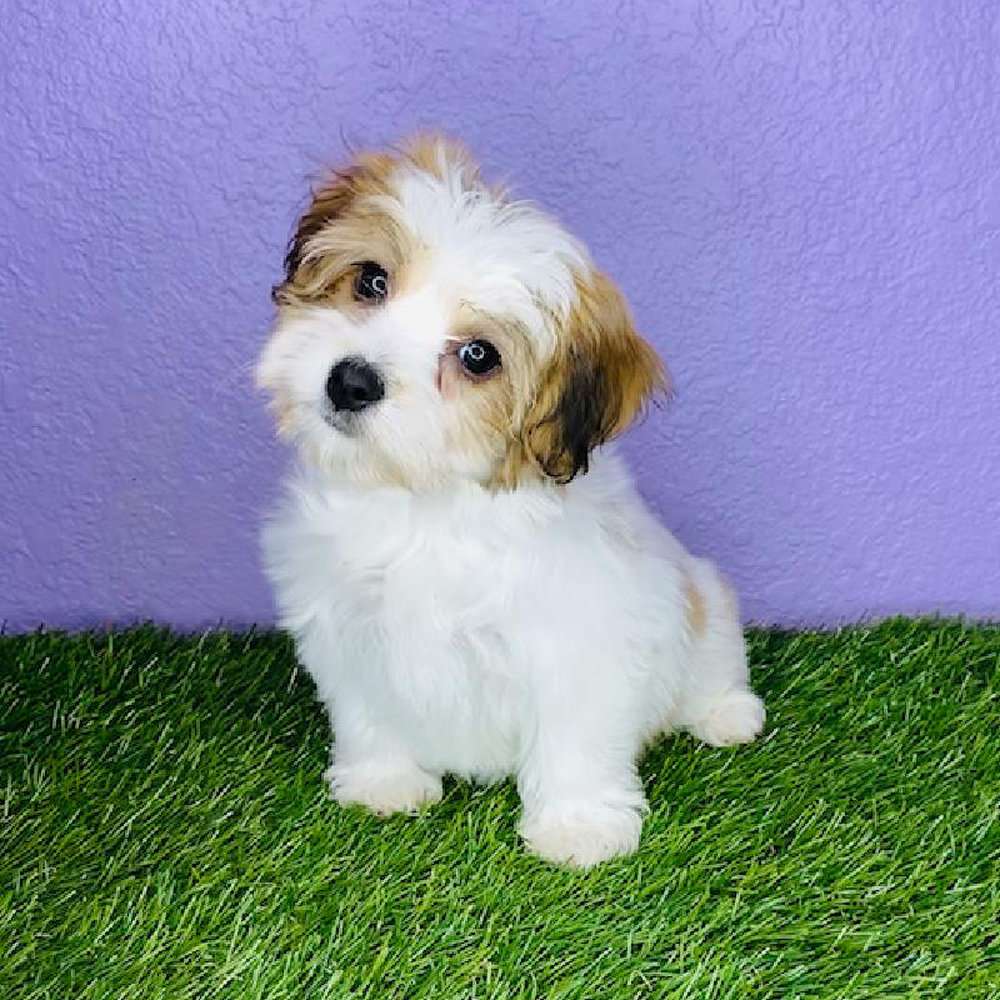 Yochon Puppies for Sale New Braunfels