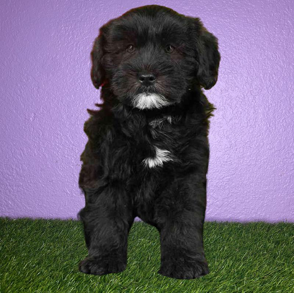 Male Whoodle Puppy for sale