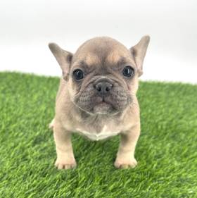 French Bulldog