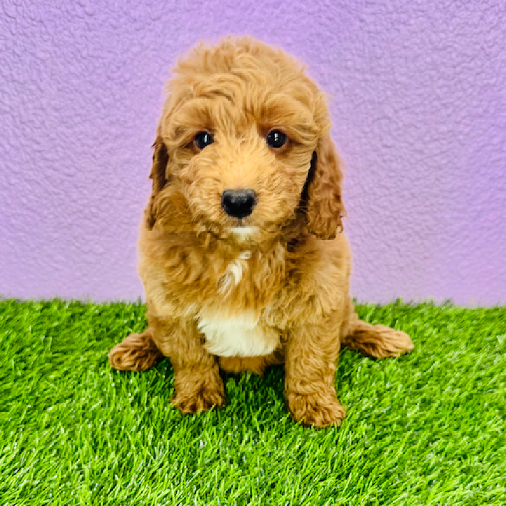 pet breed image