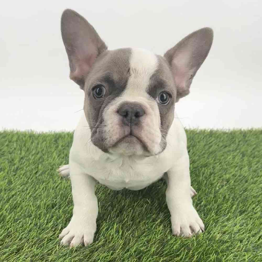 pet breed image