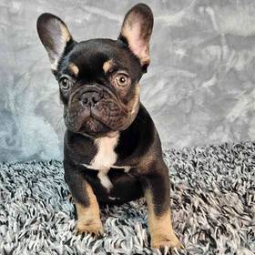 French Bulldog