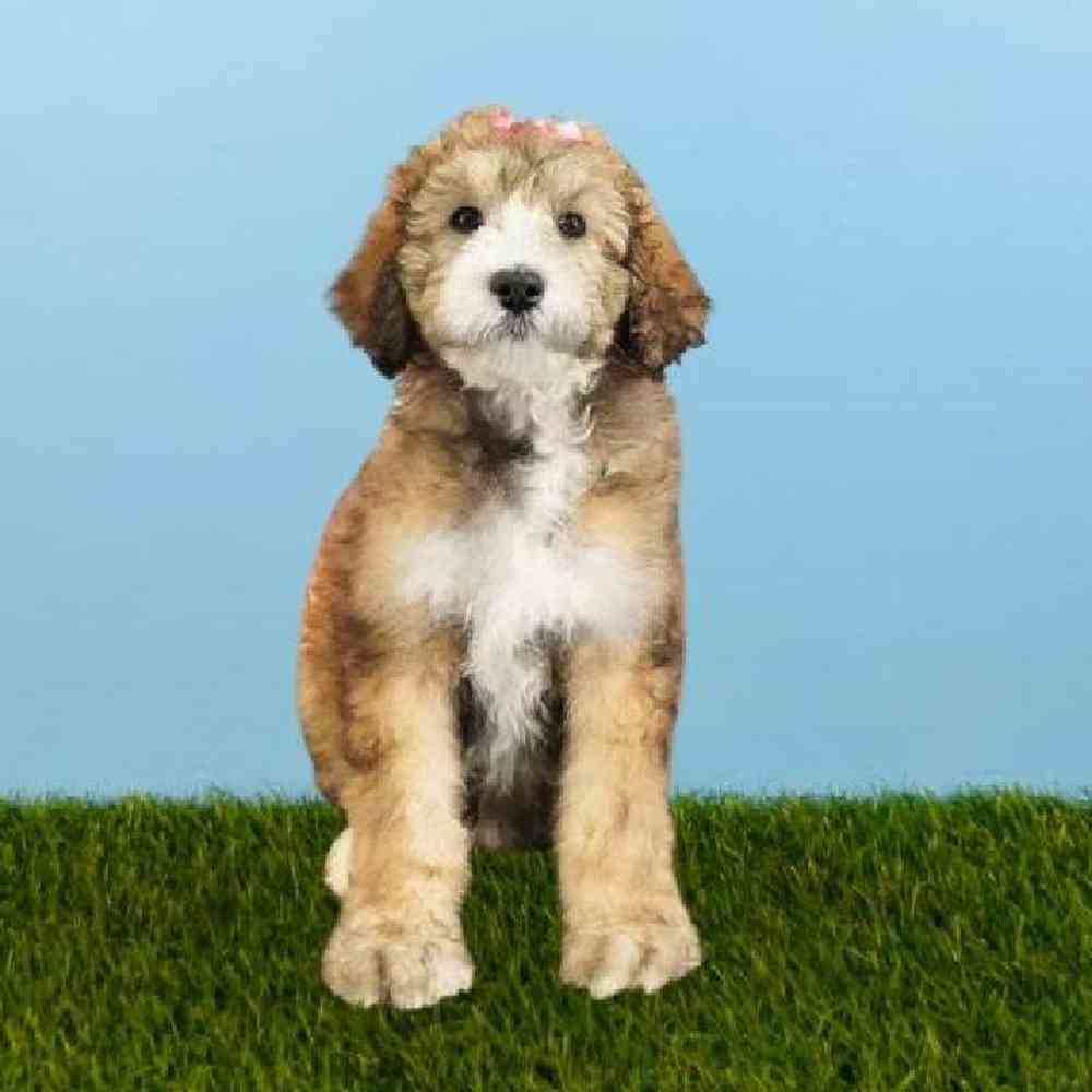 Female 2nd Gen Standard Bernadoodle Puppy for sale