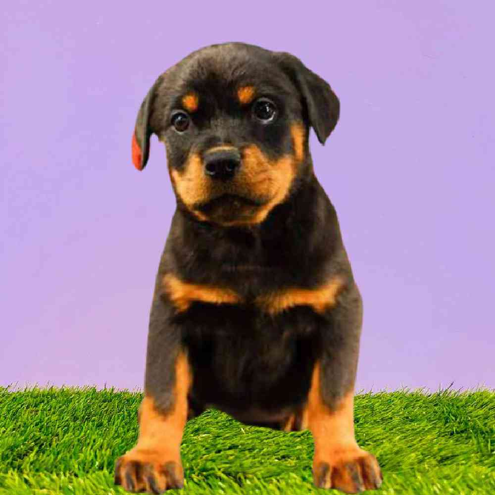 Female Rottweiler Puppy for Sale in Puyallup, WA