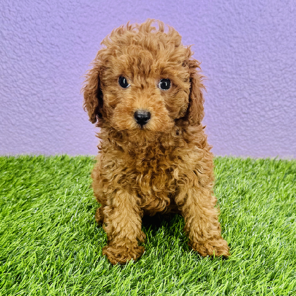 pet breed image